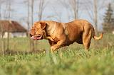 DOGUE DE BORDEAUX 150